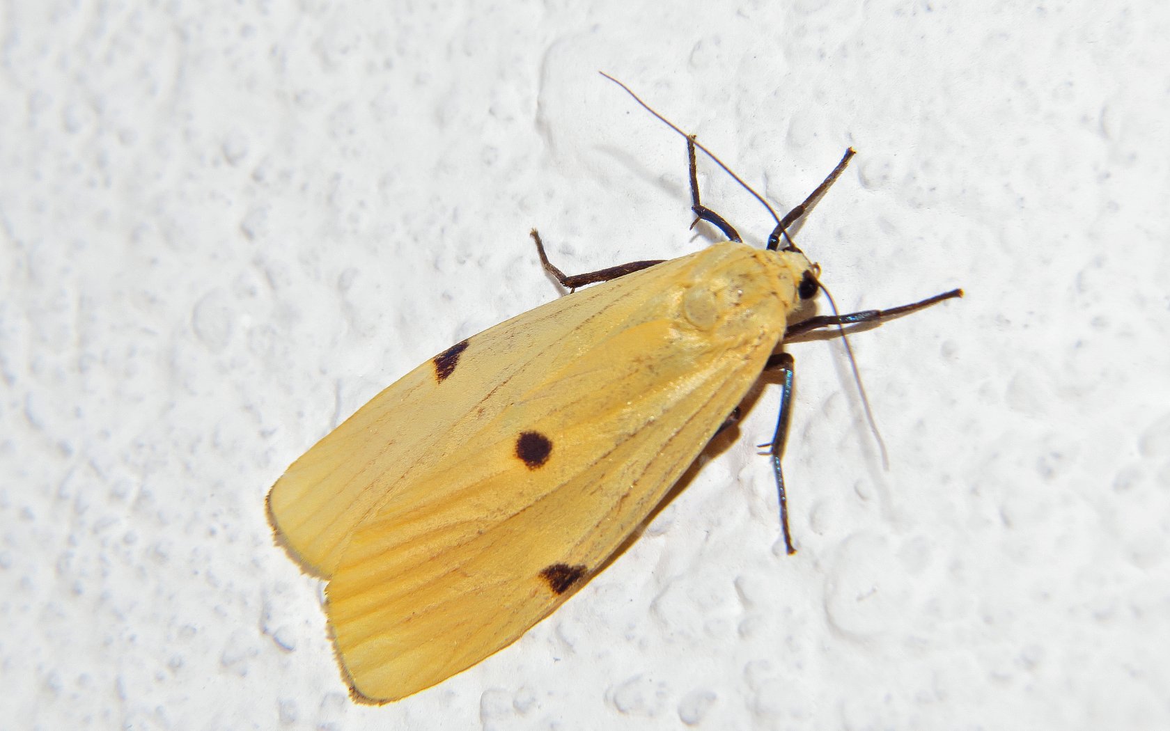 Lepidottero da determinare